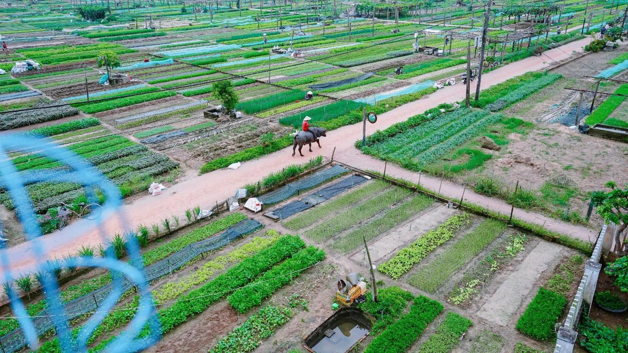 Tra Que Green Villa هوي ان المظهر الخارجي الصورة